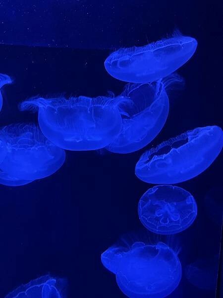 【國外旅遊】2024/09/04 我們在沖繩的日子 D4-1