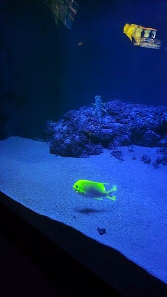 LINE_ALBUM_沖繩旅遊94 美麗海博物館 美國村_241023_1