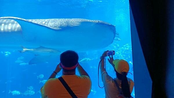 LINE_ALBUM_沖繩旅遊94 美麗海博物館 美國村_241023_4