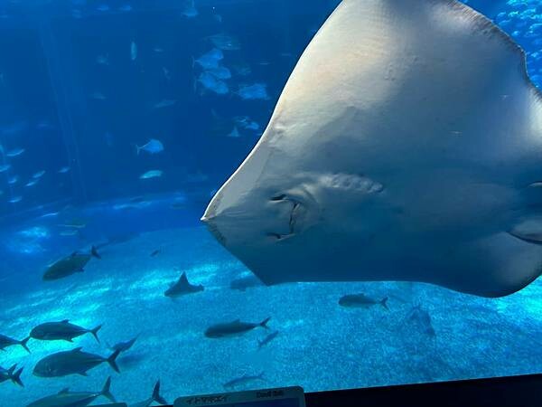 LINE_ALBUM_沖繩旅遊94 美麗海博物館 美國村_241023_9