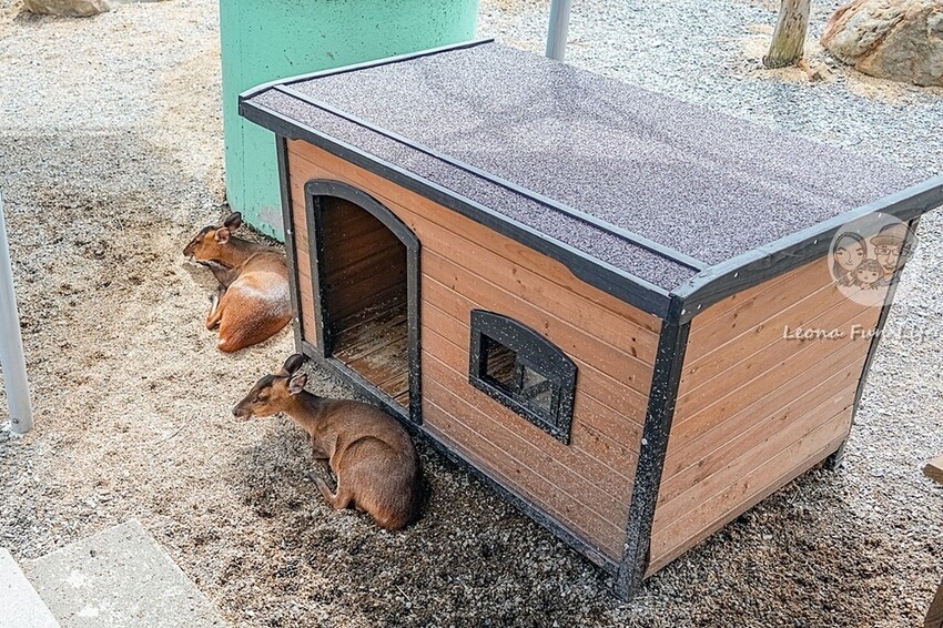 2024宜蘭親子必訪!星夢森林劇場-超萌握手水豚、造型雪花冰,拍貼、戲水獨木舟,親子共遊最棒選擇!DSC08265-2.jpg 2024宜蘭親子必訪!星夢森林劇場-超萌握手水豚、造型雪花冰,拍貼、戲水獨木舟,親子共遊最棒選擇!DSC08265-2.jpg