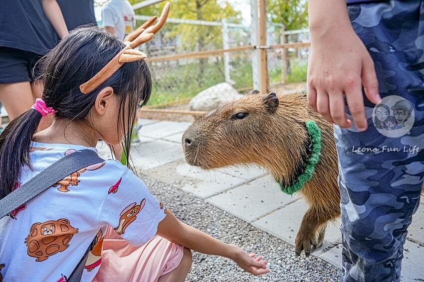 2024宜蘭親子必訪!星夢森林劇場-超萌握手水豚、造型雪花冰,拍貼、戲水獨木舟,親子共遊最棒選擇!DSC08267-2.jpg 2024宜蘭親子必訪!星夢森林劇場-超萌握手水豚、造型雪花冰,拍貼、戲水獨木舟,親子共遊最棒選擇!DSC08267-2.jpg