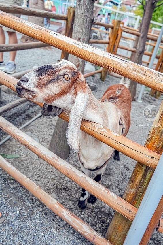 2024宜蘭親子必訪!星夢森林劇場-超萌握手水豚、造型雪花冰,拍貼、戲水獨木舟,親子共遊最棒選擇!DSC08171-2.jpg 2024宜蘭親子必訪!星夢森林劇場-超萌握手水豚、造型雪花冰,拍貼、戲水獨木舟,親子共遊最棒選擇!DSC08171-2.jpg