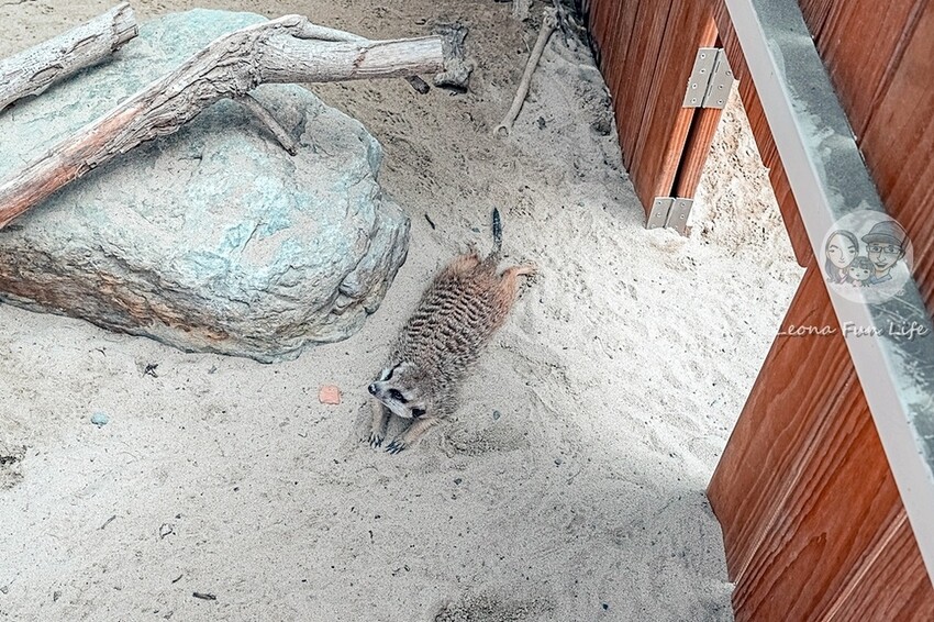 2024宜蘭親子必訪!星夢森林劇場-超萌握手水豚、造型雪花冰,拍貼、戲水獨木舟,親子共遊最棒選擇!DSC08141-2.jpg 2024宜蘭親子必訪!星夢森林劇場-超萌握手水豚、造型雪花冰,拍貼、戲水獨木舟,親子共遊最棒選擇!DSC08141-2.jpg