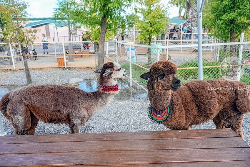 2024宜蘭親子必訪!星夢森林劇場-超萌握手水豚、造型雪花冰,拍貼、戲水獨木舟,親子共遊最棒選擇!DSC08185-2.jpg 2024宜蘭親子必訪!星夢森林劇場-超萌握手水豚、造型雪花冰,拍貼、戲水獨木舟,親子共遊最棒選擇!DSC08185-2.jpg