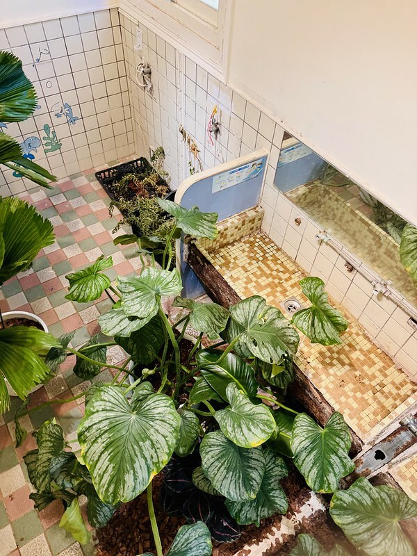 桃園市|龜山區|龜山植藝實驗所:慢活森林裡的藝文饗宴,讓你一秒愛上森林系生活。(龜山新地標/桃園老屋/RëBORN CAFE泳池咖啡廳)