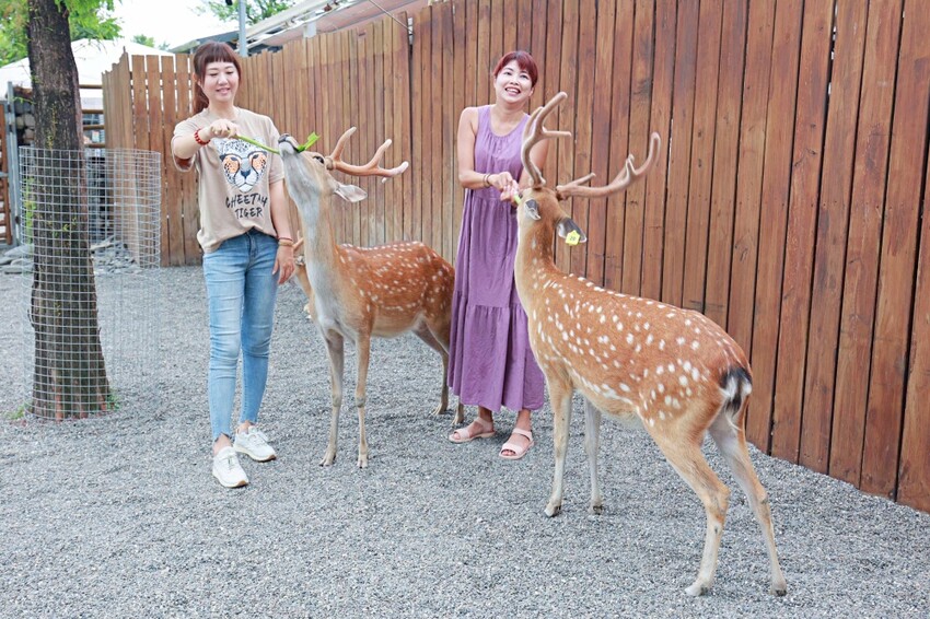 宜蘭縣宜蘭市宜蘭斑比山丘Bambi Land｜冬山親子景點必訪小奈良餵食鹿鹿好療癒，鹿鹿抽愛情籤詩～好拍也好玩！