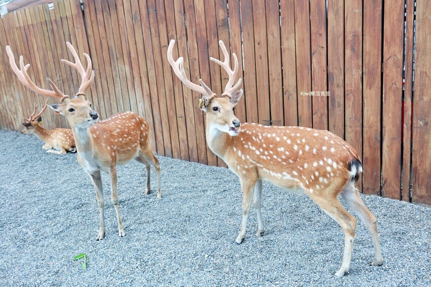 宜蘭縣宜蘭市宜蘭斑比山丘Bambi Land｜冬山親子景點必訪小奈良餵食鹿鹿好療癒，鹿鹿抽愛情籤詩～好拍也好玩！