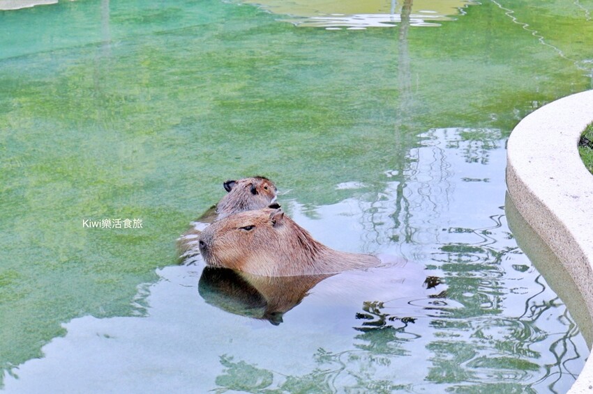 宜蘭縣宜蘭市宜蘭斑比山丘Bambi Land｜冬山親子景點必訪小奈良餵食鹿鹿好療癒，鹿鹿抽愛情籤詩～好拍也好玩！