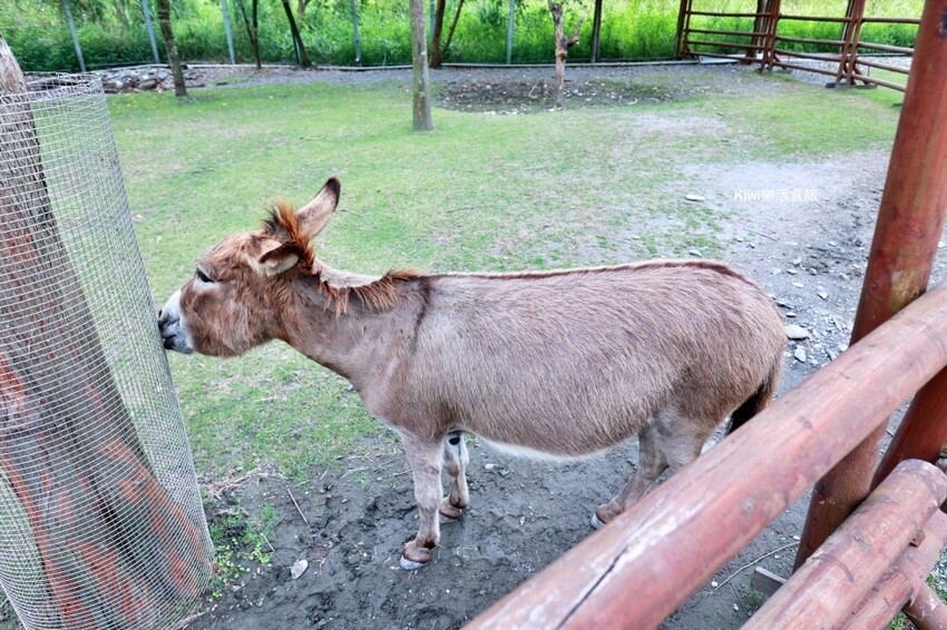 宜蘭縣宜蘭市宜蘭斑比山丘Bambi Land｜冬山親子景點必訪小奈良餵食鹿鹿好療癒，鹿鹿抽愛情籤詩～好拍也好玩！
