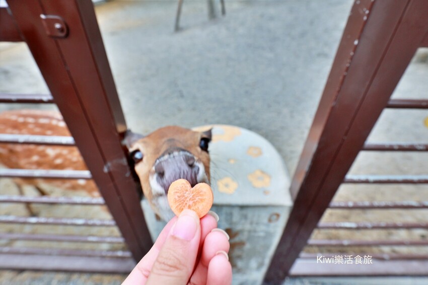 宜蘭縣宜蘭市宜蘭斑比山丘Bambi Land｜冬山親子景點必訪小奈良餵食鹿鹿好療癒，鹿鹿抽愛情籤詩～好拍也好玩！