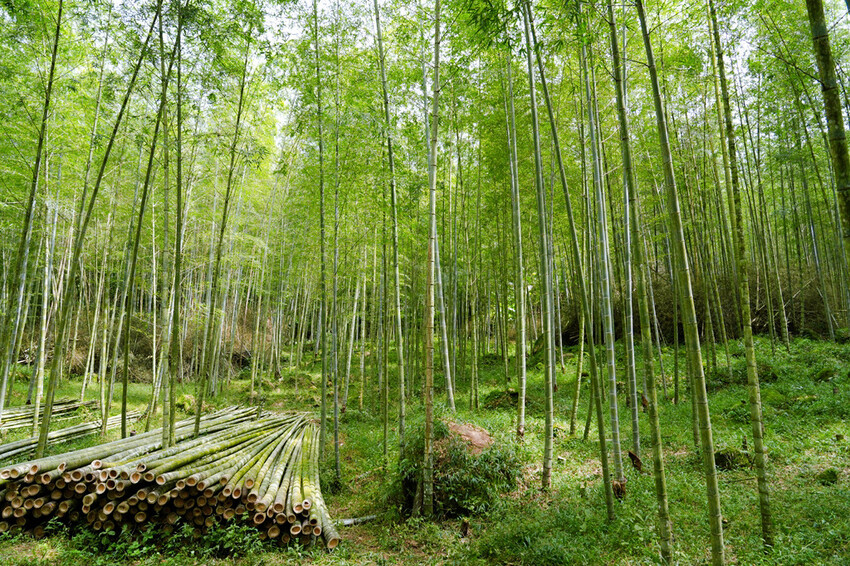 南投鹿谷「竹林秘境」,轉個身遇見拍片場景,溪頭妖怪村順遊景點