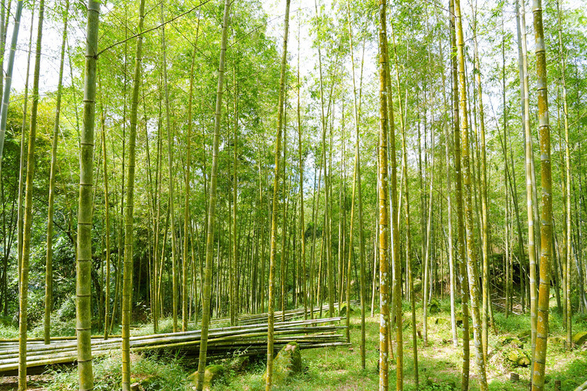 南投鹿谷「竹林秘境」,轉個身遇見拍片場景,溪頭妖怪村順遊景點