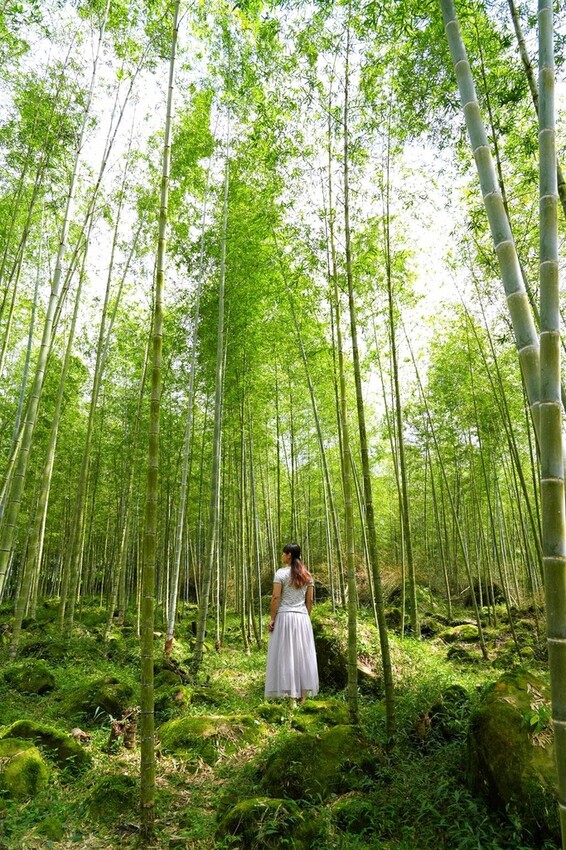 南投鹿谷「竹林秘境」,轉個身遇見拍片場景,溪頭妖怪村順遊景點
