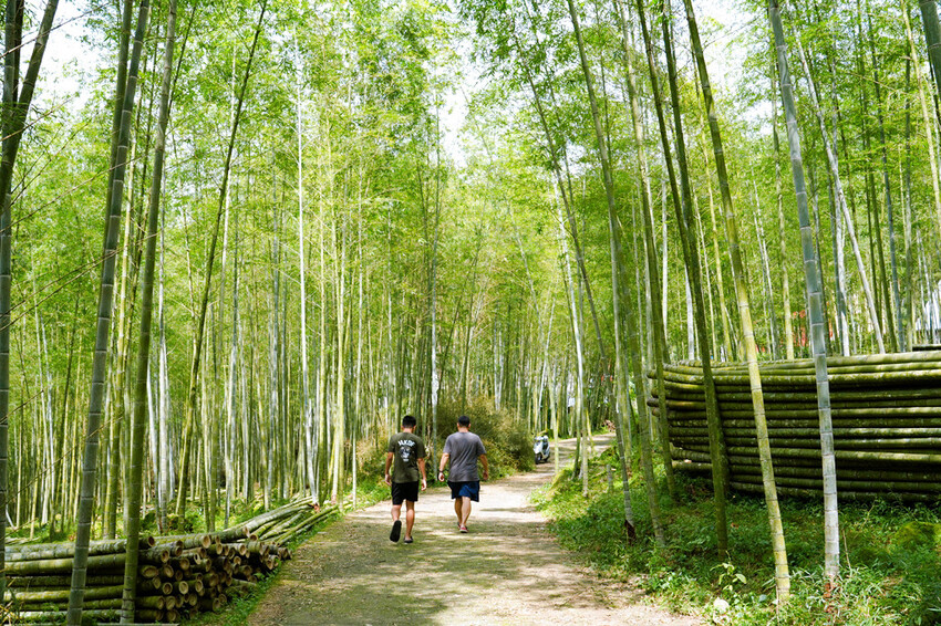 南投鹿谷「竹林秘境」,轉個身遇見拍片場景,溪頭妖怪村順遊景點
