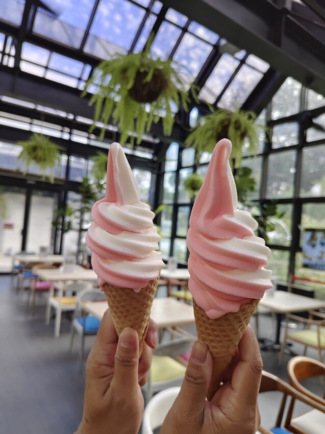 苗栗頭屋鄉|雅聞七里香玫瑰森林 依山型建造為主題的玫瑰花園 雅聞觀光工廠玫瑰季 全台五館免門票免費開放入園|西莉亞玩樂人生 苗栗頭屋鄉|雅聞七里香玫瑰森林 唯一 雅聞觀光工廠