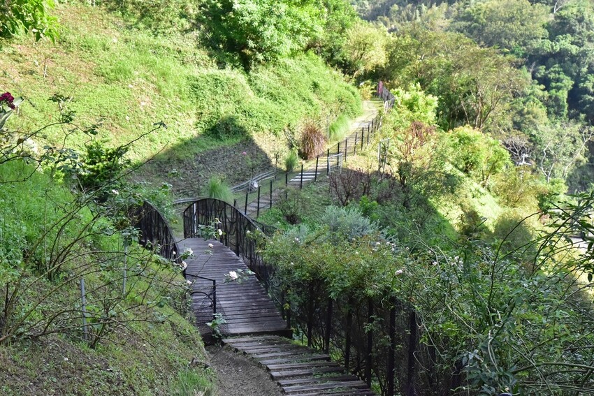 苗栗頭屋鄉|雅聞七里香玫瑰森林 依山型建造為主題的玫瑰花園 雅聞觀光工廠玫瑰季 全台五館免門票免費開放入園|西莉亞玩樂人生 苗栗頭屋鄉|雅聞七里香玫瑰森林 唯一 雅聞觀光工廠