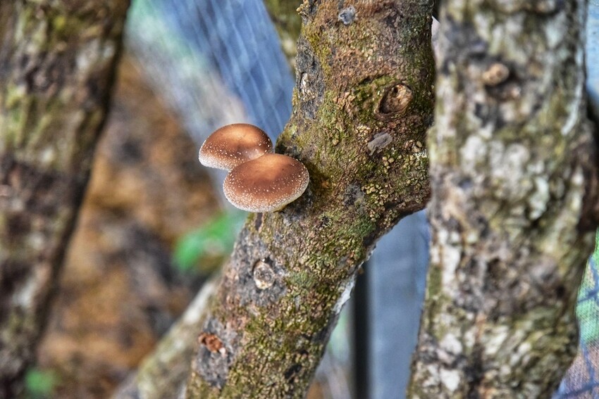 屏東牡丹鄉｜高士社區發展協會 高士部落 野牡丹神社紀念公園導