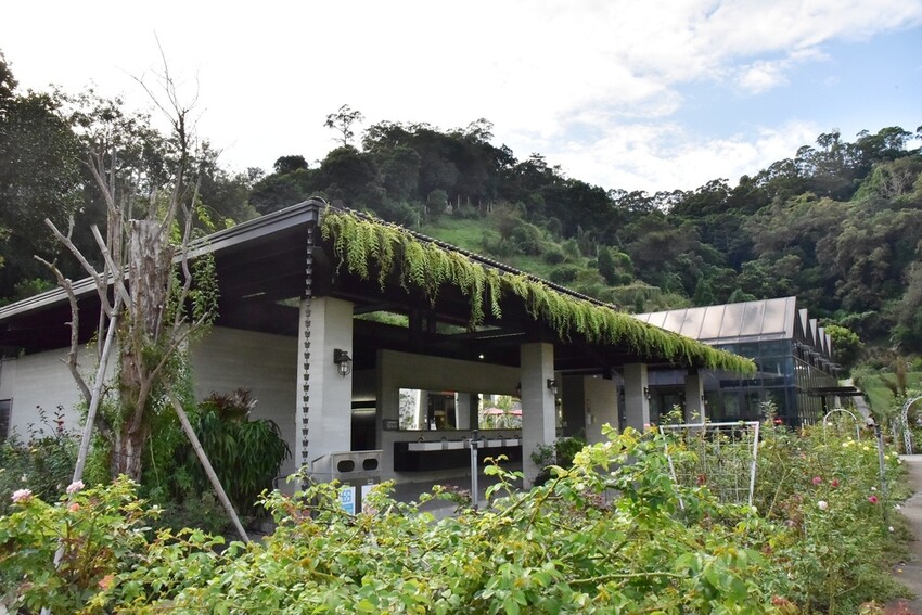 苗栗頭屋鄉|雅聞七里香玫瑰森林 依山型建造為主題的玫瑰花園 雅聞觀光工廠玫瑰季 全台五館免門票免費開放入園|西莉亞玩樂人生 苗栗頭屋鄉|雅聞七里香玫瑰森林 唯一 雅聞觀光工廠