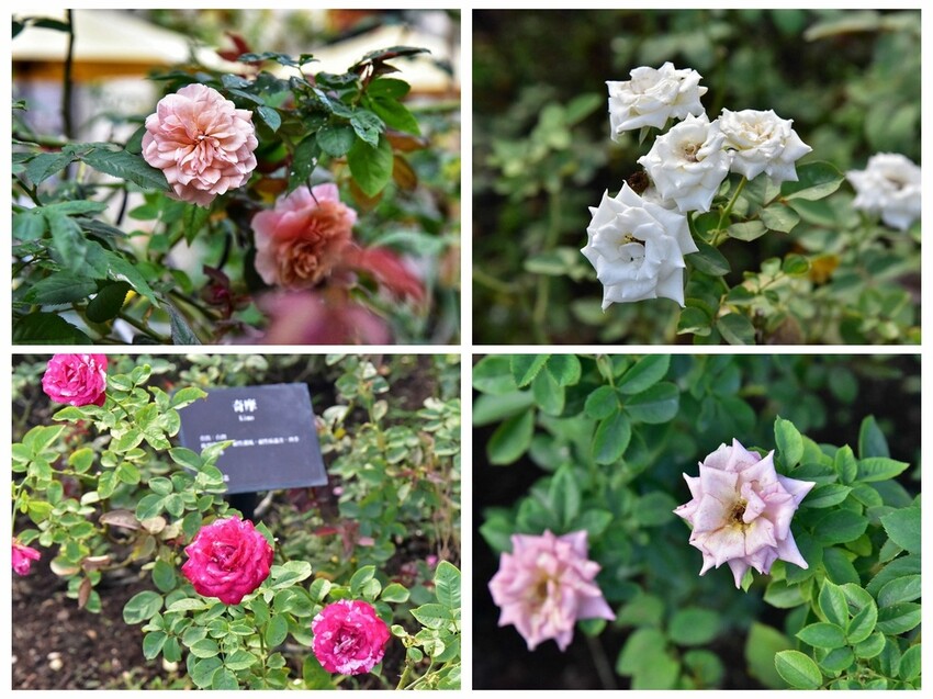 苗栗頭屋鄉|雅聞七里香玫瑰森林 依山型建造為主題的玫瑰花園 雅聞觀光工廠玫瑰季 全台五館免門票免費開放入園|西莉亞玩樂人生 苗栗頭屋鄉|雅聞七里香玫瑰森林 唯一 雅聞觀光工廠