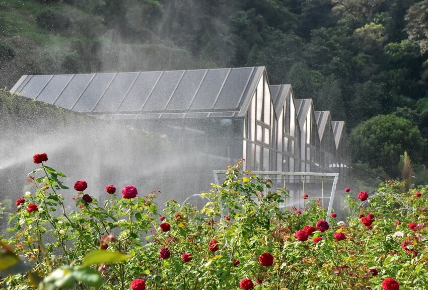 苗栗頭屋鄉|雅聞七里香玫瑰森林 依山型建造為主題的玫瑰花園 雅聞觀光工廠玫瑰季 全台五館免門票免費開放入園|西莉亞玩樂人生 苗栗頭屋鄉|雅聞七里香玫瑰森林 唯一 雅聞觀光工廠