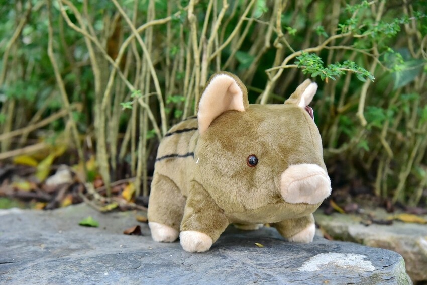 南投魚池鄉|九族文化村 部落花季-秋之盛典 部落花園巡禮 秋