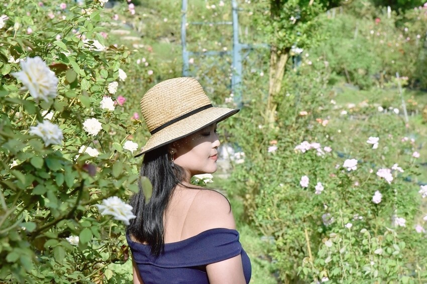 苗栗頭屋鄉|雅聞七里香玫瑰森林 依山型建造為主題的玫瑰花園 雅聞觀光工廠玫瑰季 全台五館免門票免費開放入園|西莉亞玩樂人生 苗栗頭屋鄉|雅聞七里香玫瑰森林 唯一 雅聞觀光工廠