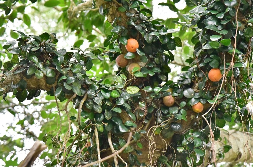 屏東牡丹鄉｜高士社區發展協會 高士部落 野牡丹神社紀念公園導