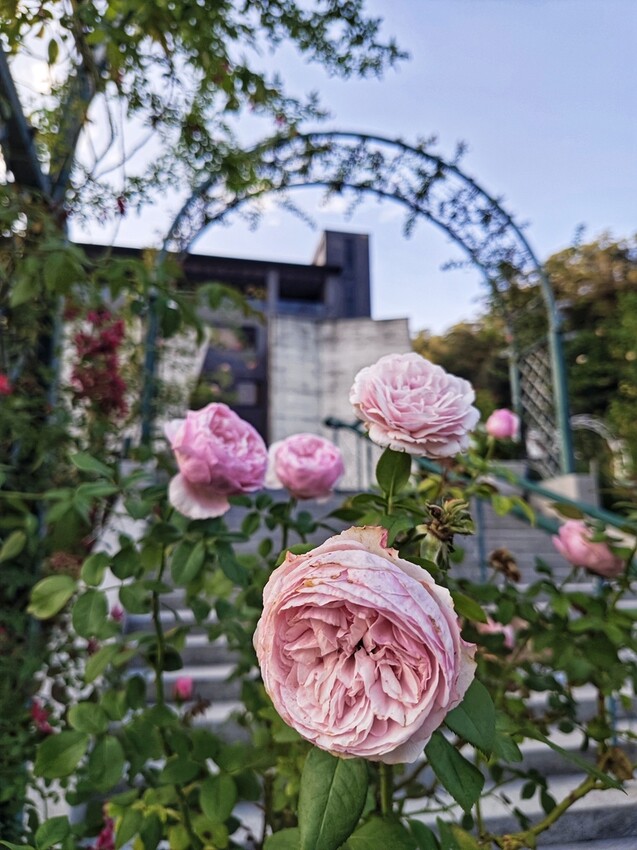 苗栗頭屋鄉|雅聞七里香玫瑰森林 依山型建造為主題的玫瑰花園 雅聞觀光工廠玫瑰季 全台五館免門票免費開放入園|西莉亞玩樂人生 苗栗頭屋鄉|雅聞七里香玫瑰森林 唯一 雅聞觀光工廠