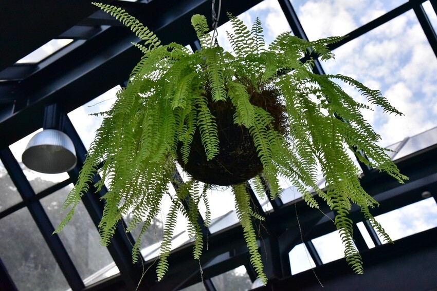 苗栗頭屋鄉|雅聞七里香玫瑰森林 依山型建造為主題的玫瑰花園 雅聞觀光工廠玫瑰季 全台五館免門票免費開放入園|西莉亞玩樂人生 苗栗頭屋鄉|雅聞七里香玫瑰森林 唯一 雅聞觀光工廠