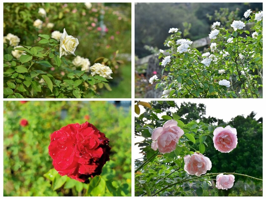 苗栗頭屋鄉|雅聞七里香玫瑰森林 依山型建造為主題的玫瑰花園 雅聞觀光工廠玫瑰季 全台五館免門票免費開放入園|西莉亞玩樂人生 苗栗頭屋鄉|雅聞七里香玫瑰森林 唯一 雅聞觀光工廠