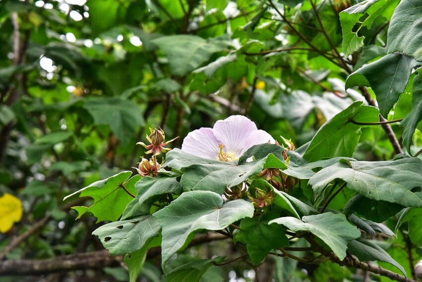屏東牡丹鄉｜高士社區發展協會 高士部落 野牡丹神社紀念公園導