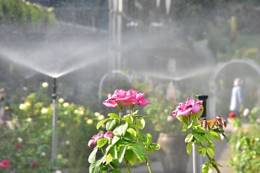 苗栗頭屋鄉|雅聞七里香玫瑰森林 依山型建造為主題的玫瑰花園 雅聞觀光工廠玫瑰季 全台五館免門票免費開放入園|西莉亞玩樂人生 苗栗頭屋鄉|雅聞七里香玫瑰森林 唯一 雅聞觀光工廠