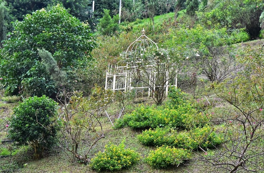 苗栗頭屋鄉|雅聞七里香玫瑰森林 依山型建造為主題的玫瑰花園 雅聞觀光工廠玫瑰季 全台五館免門票免費開放入園|西莉亞玩樂人生 苗栗頭屋鄉|雅聞七里香玫瑰森林 唯一 雅聞觀光工廠