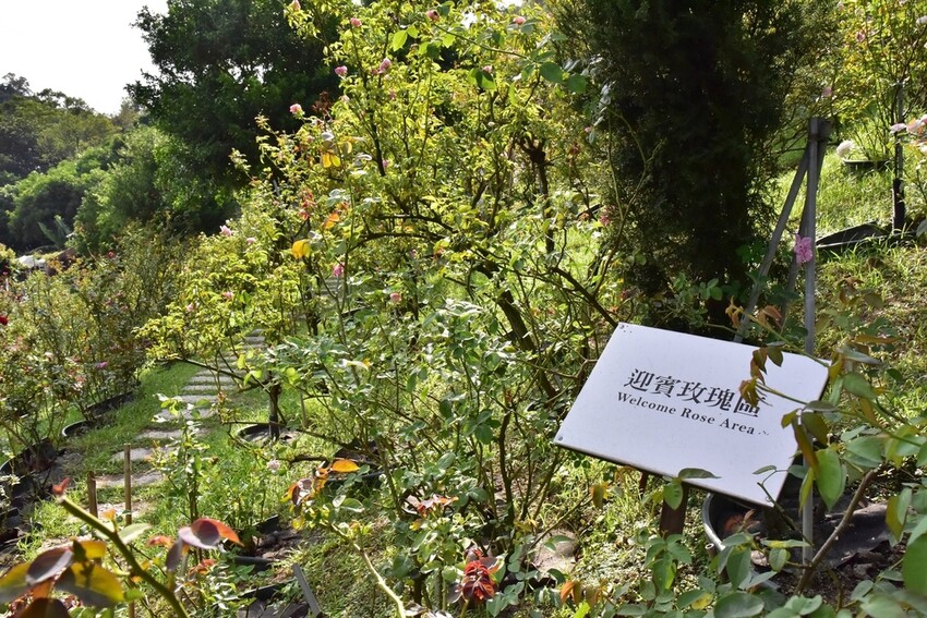苗栗頭屋鄉|雅聞七里香玫瑰森林 依山型建造為主題的玫瑰花園 雅聞觀光工廠玫瑰季 全台五館免門票免費開放入園|西莉亞玩樂人生 苗栗頭屋鄉|雅聞七里香玫瑰森林 唯一 雅聞觀光工廠