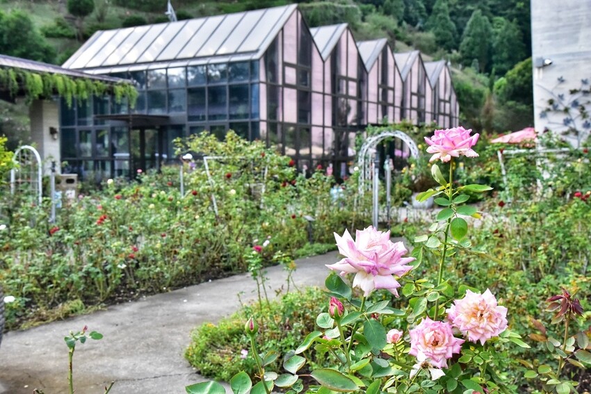 苗栗頭屋鄉|雅聞七里香玫瑰森林 依山型建造為主題的玫瑰花園 雅聞觀光工廠玫瑰季 全台五館免門票免費開放入園|西莉亞玩樂人生 苗栗頭屋鄉|雅聞七里香玫瑰森林 唯一 雅聞觀光工廠