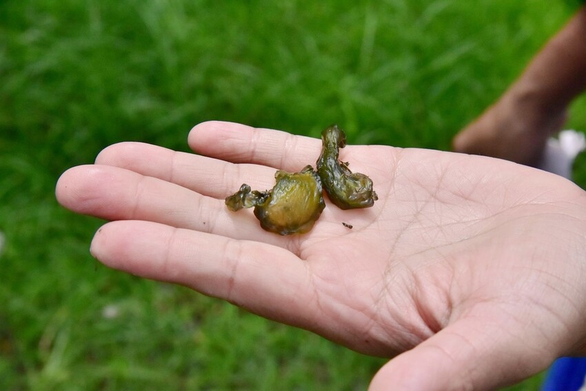 屏東牡丹鄉｜高士社區發展協會 高士部落 野牡丹神社紀念公園導