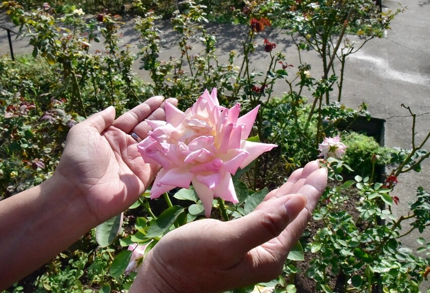 苗栗頭屋鄉|雅聞七里香玫瑰森林 依山型建造為主題的玫瑰花園 雅聞觀光工廠玫瑰季 全台五館免門票免費開放入園|西莉亞玩樂人生 苗栗頭屋鄉|雅聞七里香玫瑰森林 唯一 雅聞觀光工廠