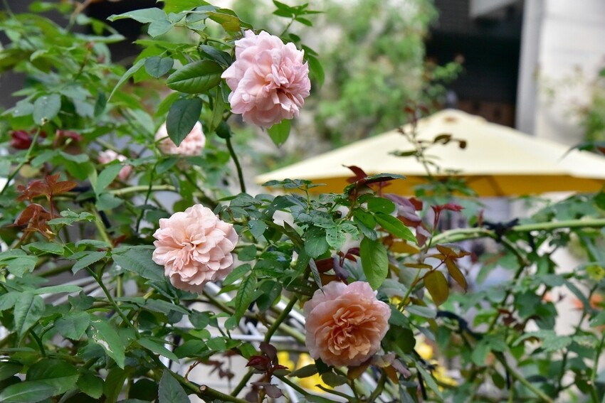 苗栗頭屋鄉|雅聞七里香玫瑰森林 依山型建造為主題的玫瑰花園 雅聞觀光工廠玫瑰季 全台五館免門票免費開放入園|西莉亞玩樂人生 苗栗頭屋鄉|雅聞七里香玫瑰森林 唯一 雅聞觀光工廠