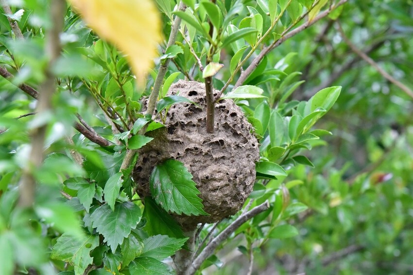 屏東牡丹鄉｜高士社區發展協會 高士部落 野牡丹神社紀念公園導