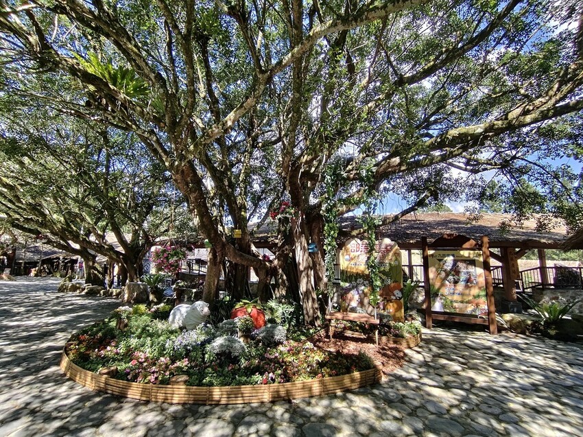 南投魚池鄉|九族文化村 部落花季-秋之盛典 部落花園巡禮 秋