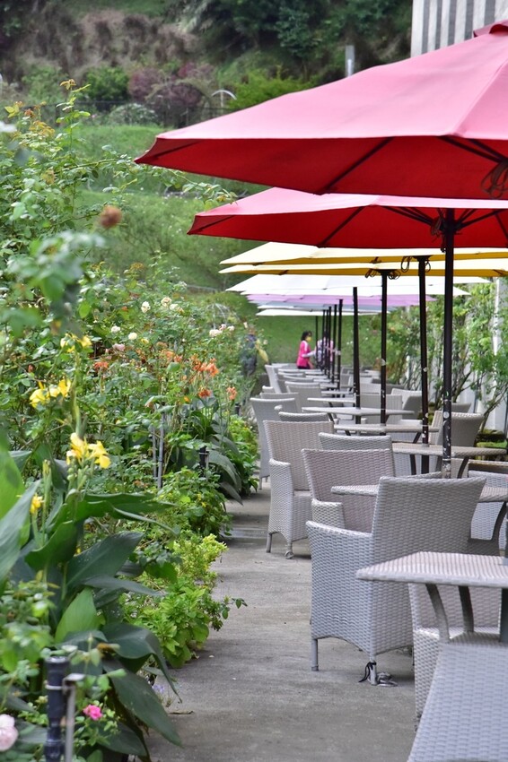 苗栗頭屋鄉|雅聞七里香玫瑰森林 依山型建造為主題的玫瑰花園 雅聞觀光工廠玫瑰季 全台五館免門票免費開放入園|西莉亞玩樂人生 苗栗頭屋鄉|雅聞七里香玫瑰森林 唯一 雅聞觀光工廠