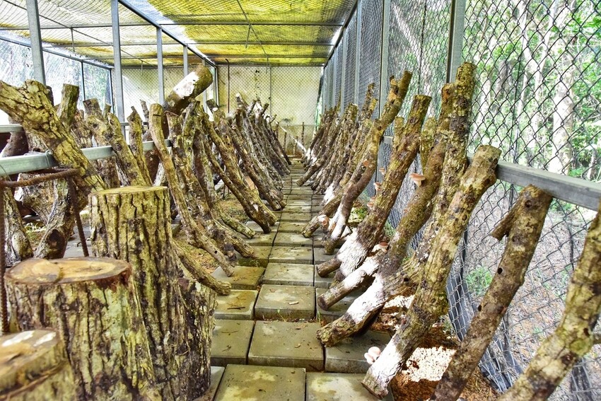 屏東牡丹鄉｜高士社區發展協會 高士部落 野牡丹神社紀念公園導