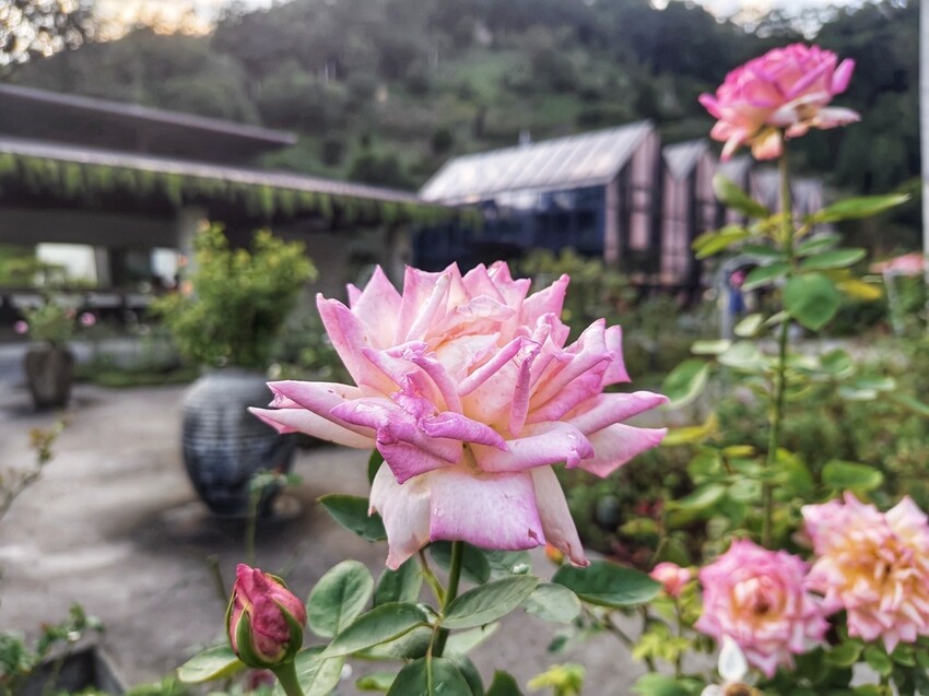 苗栗頭屋鄉|雅聞七里香玫瑰森林 依山型建造為主題的玫瑰花園 雅聞觀光工廠玫瑰季 全台五館免門票免費開放入園|西莉亞玩樂人生 苗栗頭屋鄉|雅聞七里香玫瑰森林 唯一 雅聞觀光工廠