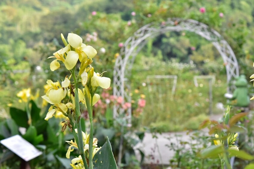 苗栗頭屋鄉|雅聞七里香玫瑰森林 依山型建造為主題的玫瑰花園 雅聞觀光工廠玫瑰季 全台五館免門票免費開放入園|西莉亞玩樂人生 苗栗頭屋鄉|雅聞七里香玫瑰森林 唯一 雅聞觀光工廠