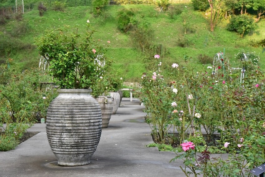 苗栗頭屋鄉|雅聞七里香玫瑰森林 依山型建造為主題的玫瑰花園 雅聞觀光工廠玫瑰季 全台五館免門票免費開放入園|西莉亞玩樂人生 苗栗頭屋鄉|雅聞七里香玫瑰森林 唯一 雅聞觀光工廠