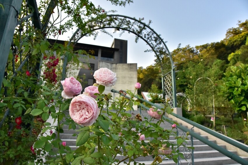 苗栗頭屋鄉|雅聞七里香玫瑰森林 依山型建造為主題的玫瑰花園 雅聞觀光工廠玫瑰季 全台五館免門票免費開放入園|西莉亞玩樂人生 苗栗頭屋鄉|雅聞七里香玫瑰森林 唯一 雅聞觀光工廠