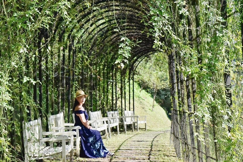 苗栗頭屋鄉|雅聞七里香玫瑰森林 依山型建造為主題的玫瑰花園 雅聞觀光工廠玫瑰季 全台五館免門票免費開放入園|西莉亞玩樂人生 苗栗頭屋鄉|雅聞七里香玫瑰森林 唯一 雅聞觀光工廠