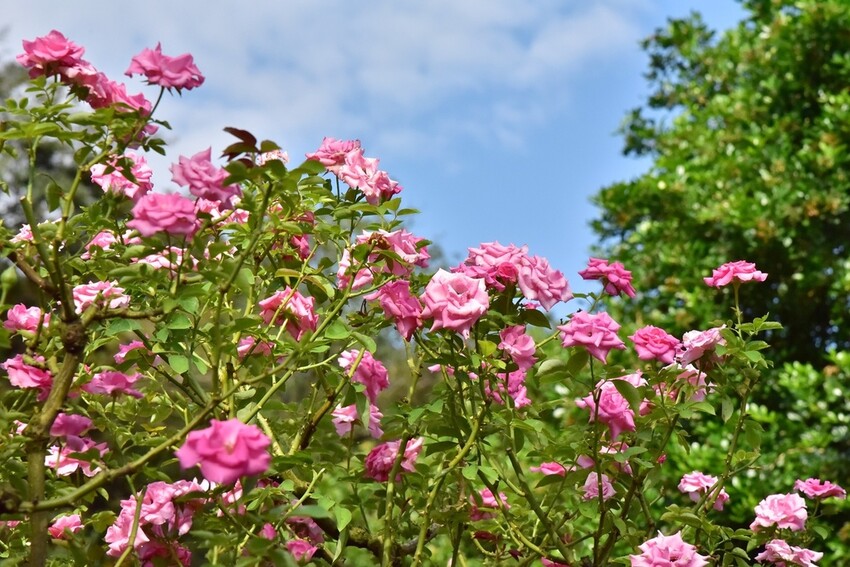 苗栗頭屋鄉|雅聞七里香玫瑰森林 依山型建造為主題的玫瑰花園 雅聞觀光工廠玫瑰季 全台五館免門票免費開放入園|西莉亞玩樂人生 苗栗頭屋鄉|雅聞七里香玫瑰森林 唯一 雅聞觀光工廠