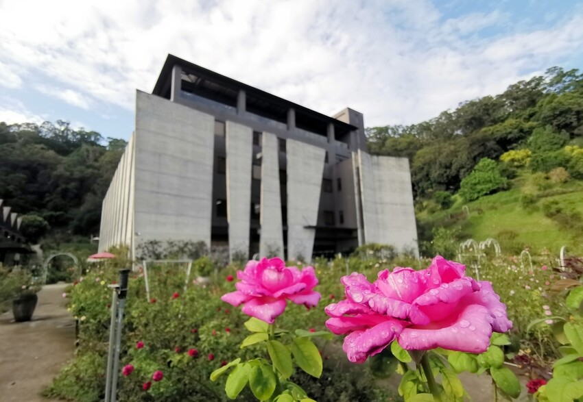 苗栗頭屋鄉|雅聞七里香玫瑰森林 依山型建造為主題的玫瑰花園 雅聞觀光工廠玫瑰季 全台五館免門票免費開放入園|西莉亞玩樂人生 苗栗頭屋鄉|雅聞七里香玫瑰森林 唯一 雅聞觀光工廠